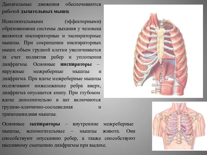 Дыхательные движения обеспечиваются работой дыхательных мышц. Исполнительными (эффекторными) образованиями системы дыхания у