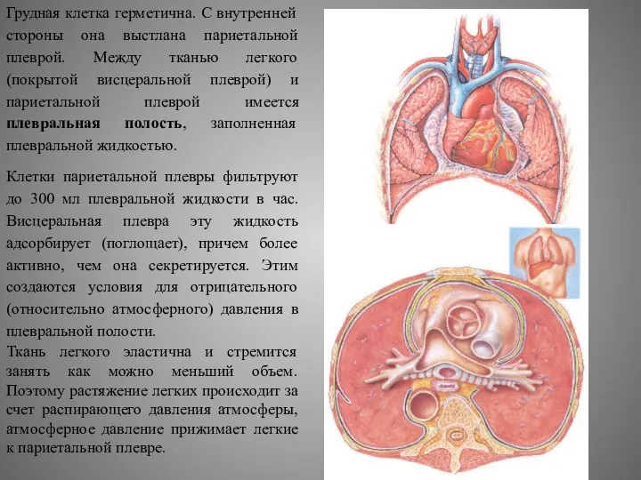 Грудная клетка герметична. С внутренней стороны она выстлана париетальной плеврой. Между тканью