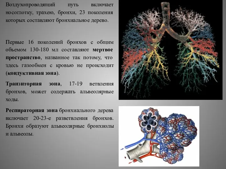 Воздухопроводящий путь включает носоглотку, трахею, бронхи, 23 поколения которых составляют бронхиальное дерево.