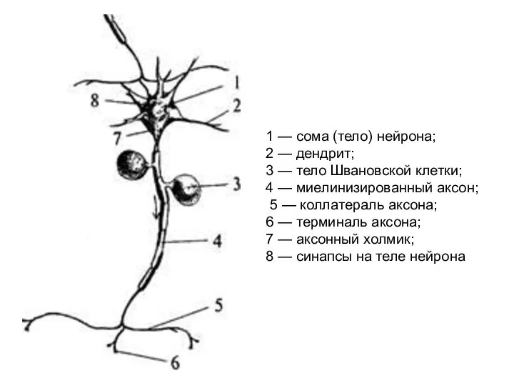 1 — сома (тело) нейрона; 2 — дендрит; 3 — тело Швановской