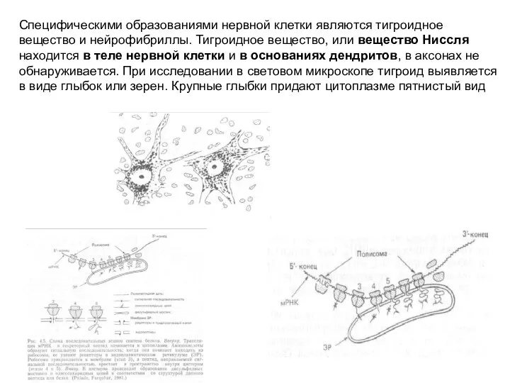 Специфическими образованиями нервной клетки являются тигроидное вещество и нейрофибриллы. Тигроидное вещество, или