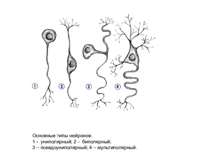 Основные типы нейронов: 1 - униполярный; 2 - биполярный; 3 – псевдоуниполярный; 4 – мультиполярный.