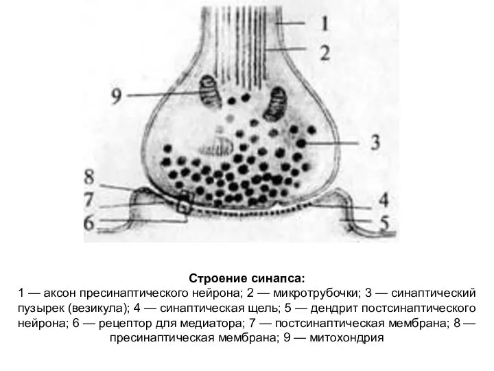 Строение синапса: 1 — аксон пресинаптического нейрона; 2 — микротрубочки; 3 —