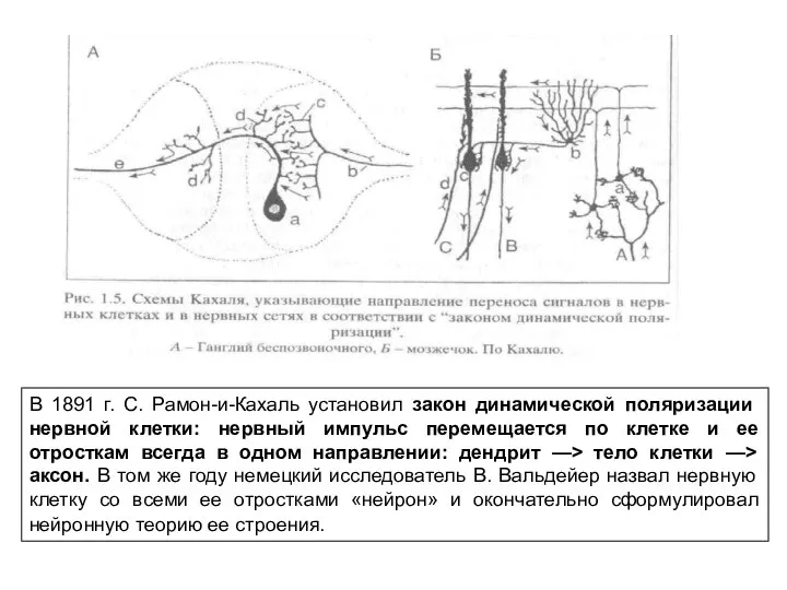 В 1891 г. С. Рамон-и-Кахаль установил закон динамической поляризации нервной клетки: нервный