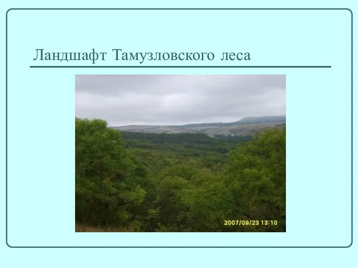 Ландшафт Тамузловского леса