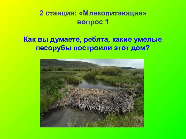 2 станция: «Млекопитающие» вопрос 1 Как вы думаете, ребята, какие умелые лесорубы построили этот дом?