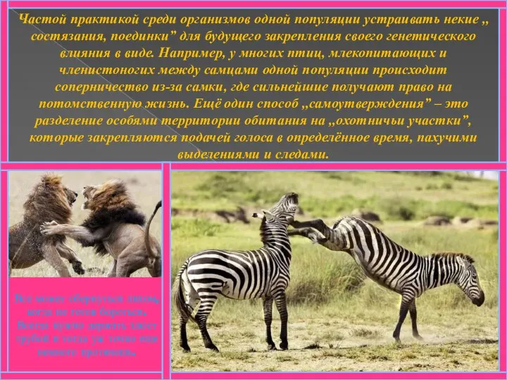 Частой практикой среди организмов одной популяции устраивать некие ,,состязания, поединки” для будущего