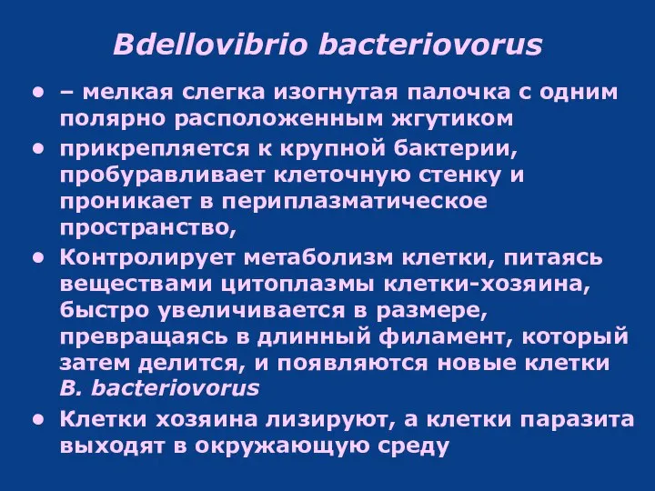 Bdellovibrio bacteriovorus – мелкая слегка изогнутая палочка с одним полярно расположенным жгутиком