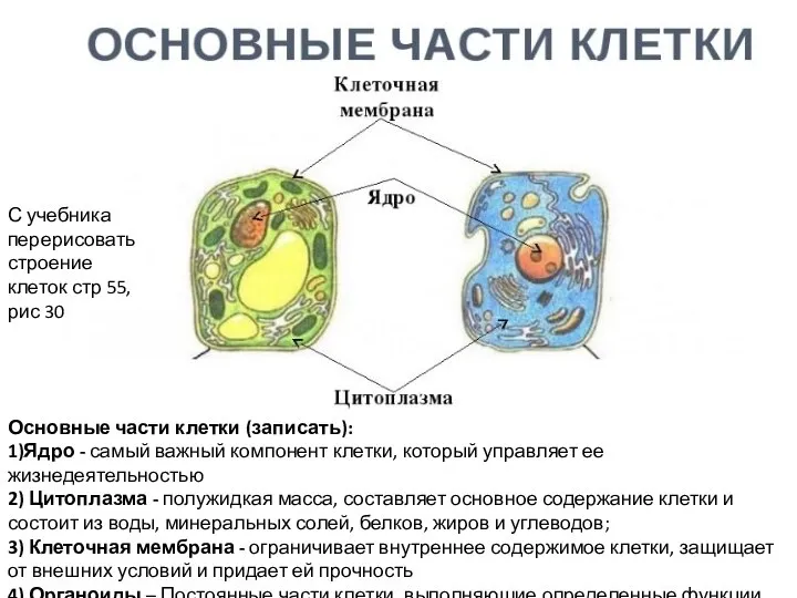 С учебника перерисовать строение клеток стр 55, рис 30 Основные части клетки