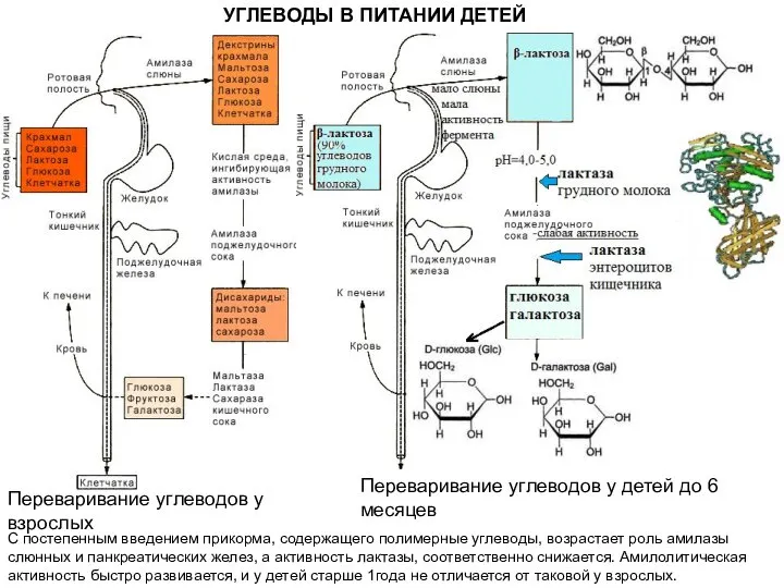 УГЛЕВОДЫ В ПИТАНИИ ДЕТЕЙ Переваривание углеводов у взрослых Переваривание углеводов у детей