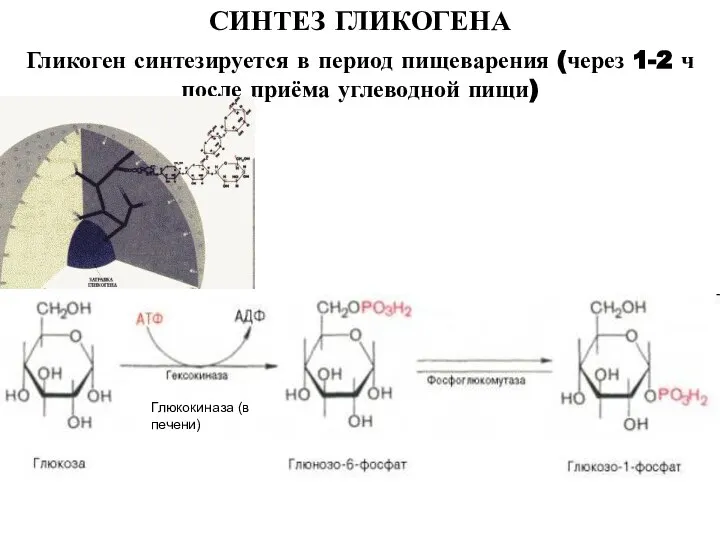СИНТЕЗ ГЛИКОГЕНА Гликоген синтезируется в период пищеварения (через 1-2 ч после приёма