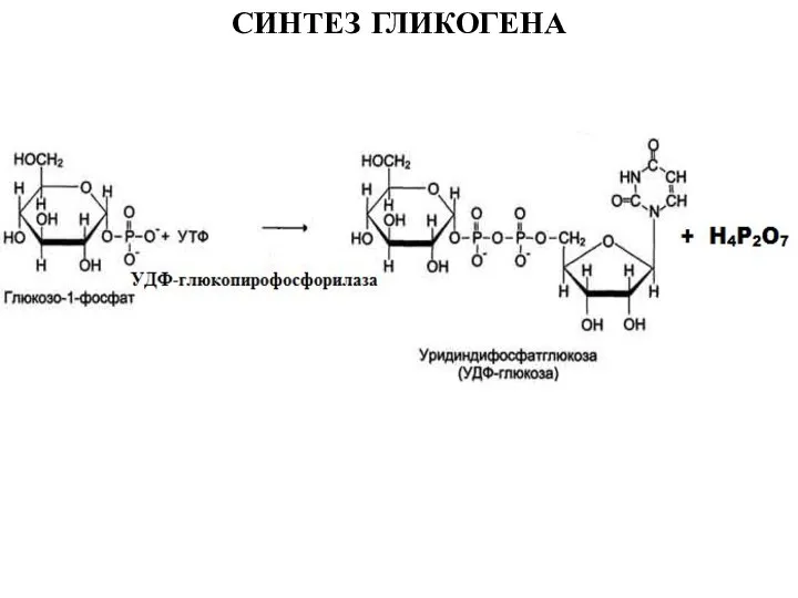 СИНТЕЗ ГЛИКОГЕНА