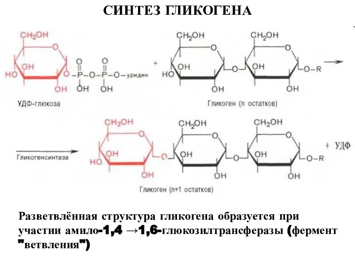 СИНТЕЗ ГЛИКОГЕНА Разветвлённая структура гликогена образуется при участии амило-1,4 →1,6-глюкозилтрансферазы (фермент "ветвления")