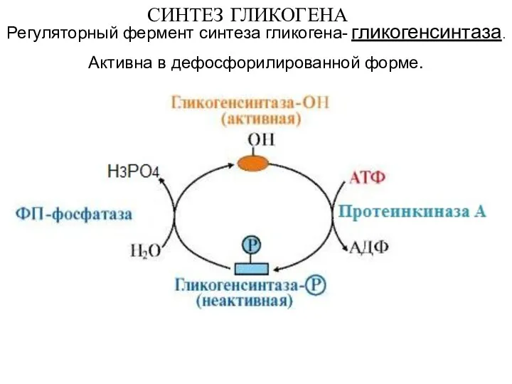 СИНТЕЗ ГЛИКОГЕНА Регуляторный фермент синтеза гликогена- гликогенсинтаза. Активна в дефосфорилированной форме.