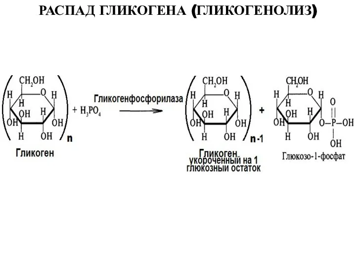 РАСПАД ГЛИКОГЕНА (ГЛИКОГЕНОЛИЗ)