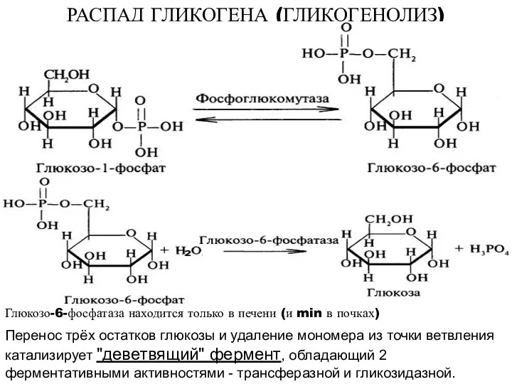 РАСПАД ГЛИКОГЕНА (ГЛИКОГЕНОЛИЗ) Глюкозо-6-фосфатаза находится только в печени (и min в почках)