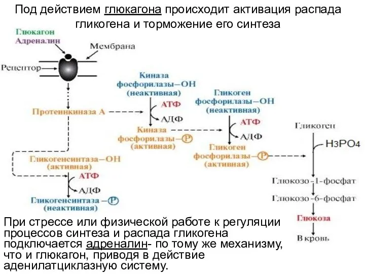 Под действием глюкагона происходит активация распада гликогена и торможение его синтеза При