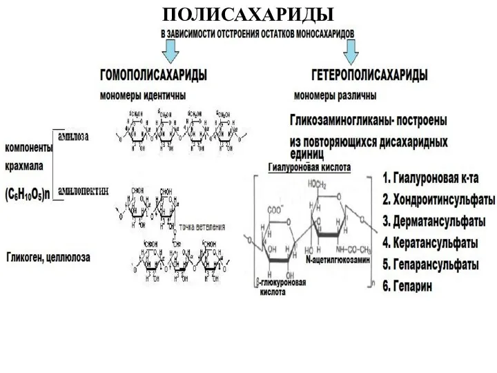 ПОЛИСАХАРИДЫ