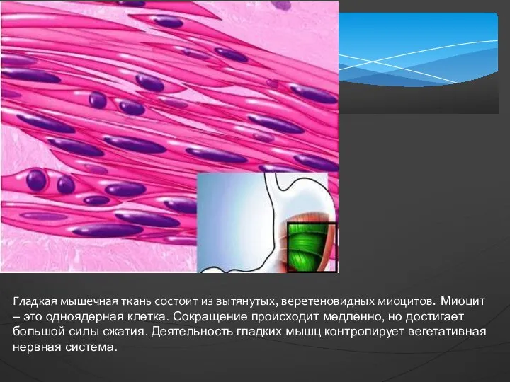 Гладкая мышечная ткань состоит из вытянутых, веретеновидных миоцитов. Миоцит – это одноядерная