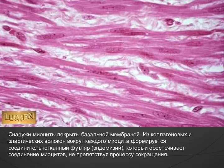 Снаружи миоциты покрыты базальной мембраной. Из коллагеновых и эластических волокон вокруг каждого