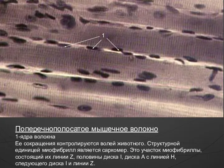 1 Поперечнополосатое мышечное волокно 1-ядра волокна Ее сокращения контролируются волей животного. Структурной