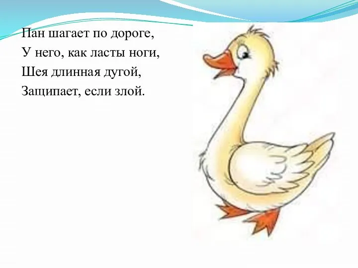 Пан шагает по дороге, У него, как ласты ноги, Шея длинная дугой, Защипает, если злой.