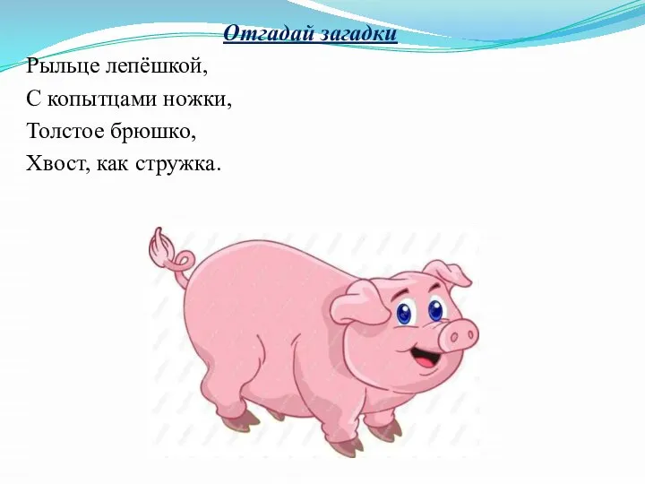 Отгадай загадки Рыльце лепёшкой, С копытцами ножки, Толстое брюшко, Хвост, как стружка.