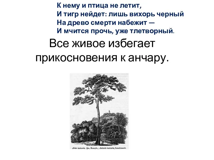 Все живое избегает прикосновения к анчару. К нему и птица не летит,