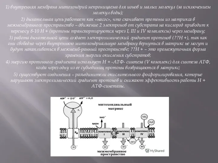 1) внутренняя мембрана митохондрий непроницаема для ионов и малых молекул (за исключением