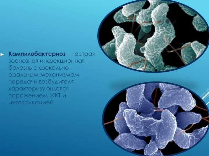 Кампилобактериоз — острая зоонозная инфекционная болезнь с фекально-оральным механизмом передачи возбудителя, характеризующаяся поражением ЖКТ и интоксикацией