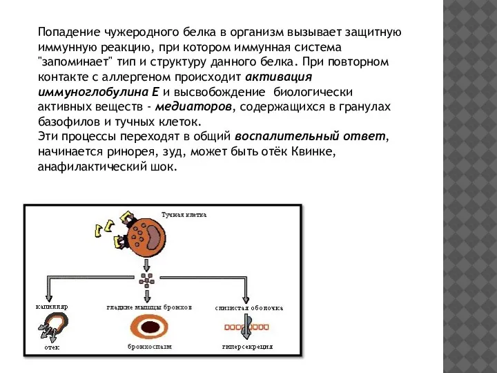 Попадение чужеродного белка в организм вызывает защитную иммунную реакцию, при котором иммунная