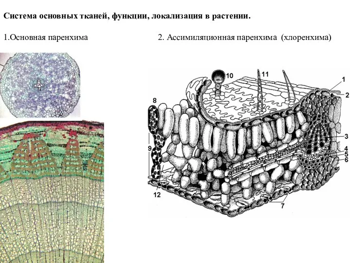 Система основных тканей, функции, локализация в растении. 1.Основная паренхима 2. Ассимиляционная паренхима (хлоренхима)
