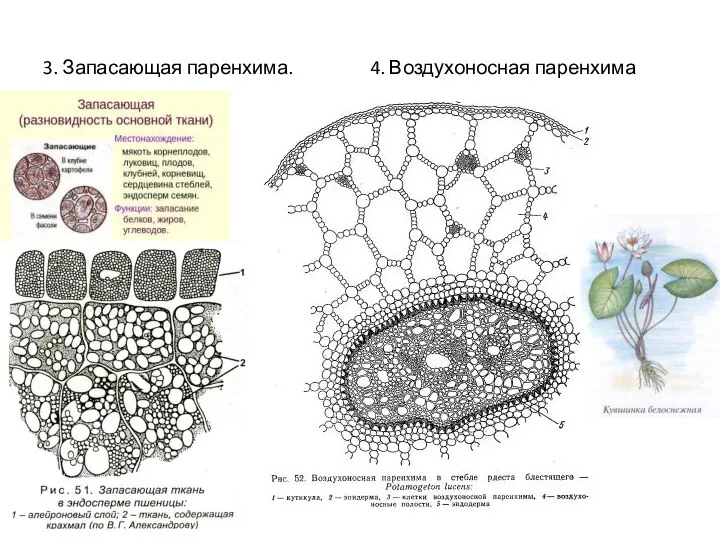 3. Запасающая паренхима. 4. Воздухоносная паренхима