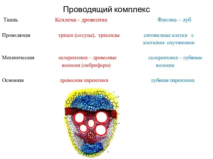 Проводящий комплекс Ткань Ксилема - древесина Флоэма – луб Проводящая трахеи (сосуды),