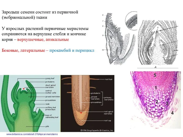 Зародыш семени состоит из первичной (эмбриональной) ткани У взрослых растений первичные меристемы