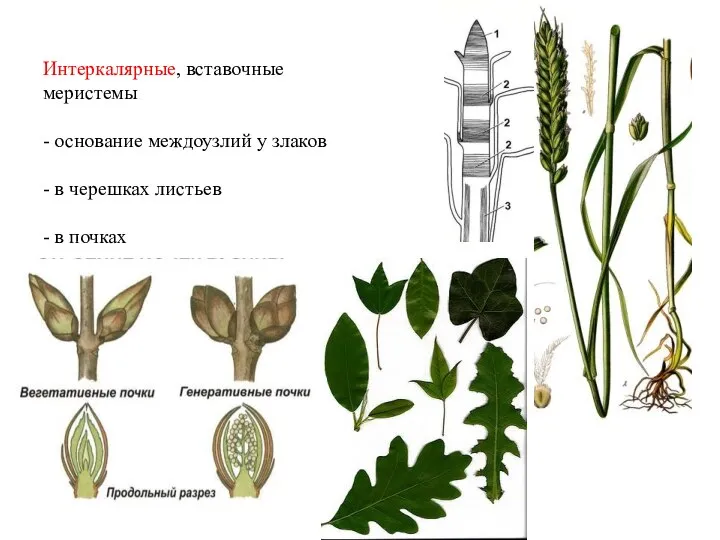 Интеркалярные, вставочные меристемы - основание междоузлий у злаков - в черешках листьев - в почках
