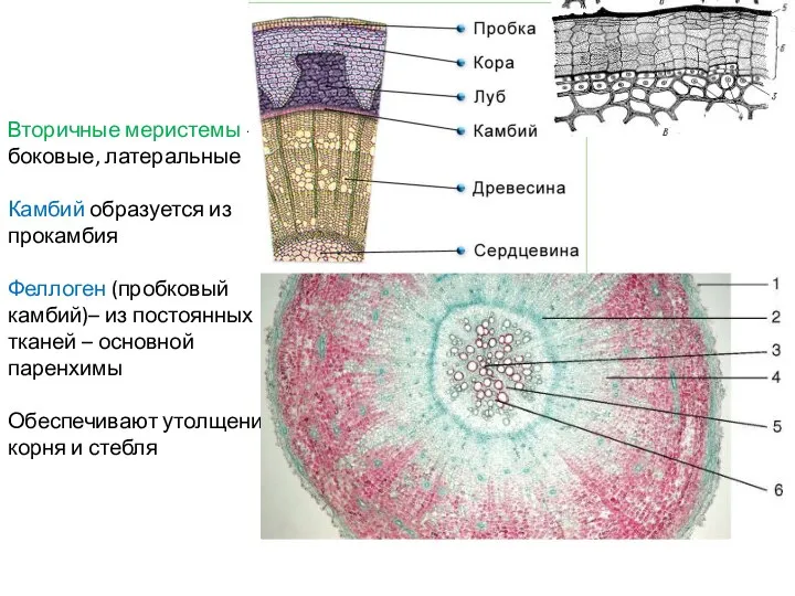 Вторичные меристемы - боковые, латеральные Камбий образуется из прокамбия Феллоген (пробковый камбий)–