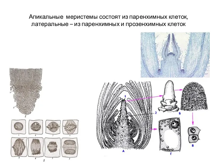 Апикальные меристемы состоят из паренхимных клеток, латеральные – из паренхимных и прозенхимных клеток