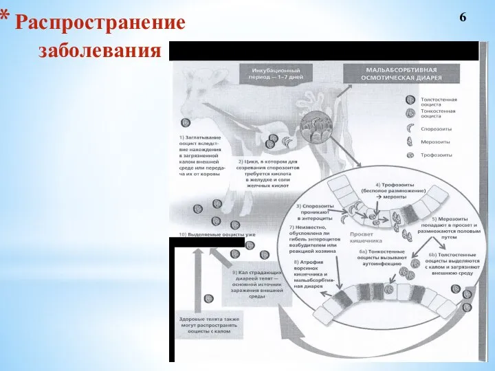 Распространение заболевания