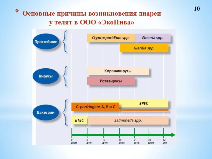 Основные причины возникновения диареи у телят в ООО «ЭкоНива»