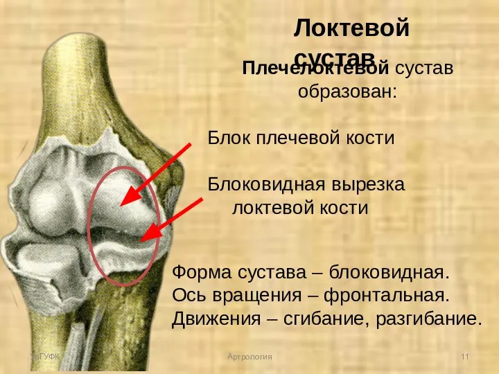 Плечелоктевой сустав образован: Блок плечевой кости Блоковидная вырезка локтевой кости Форма сустава