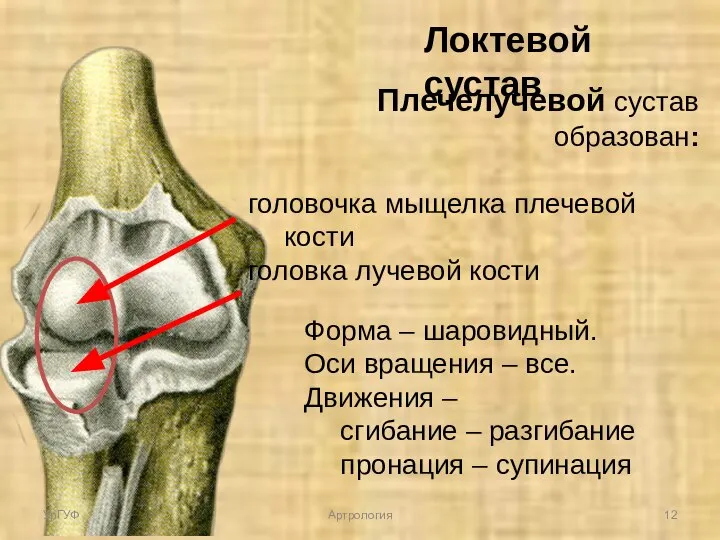 Плечелучевой сустав образован: головочка мыщелка плечевой кости головка лучевой кости Форма –