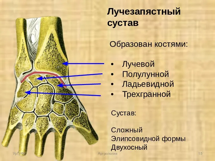 Образован костями: Лучевой Полулунной Ладьевидной Трехгранной Сустав: Сложный Элипсовидной формы Двухосный Лучезапястный сустав УрГУФК Артрология