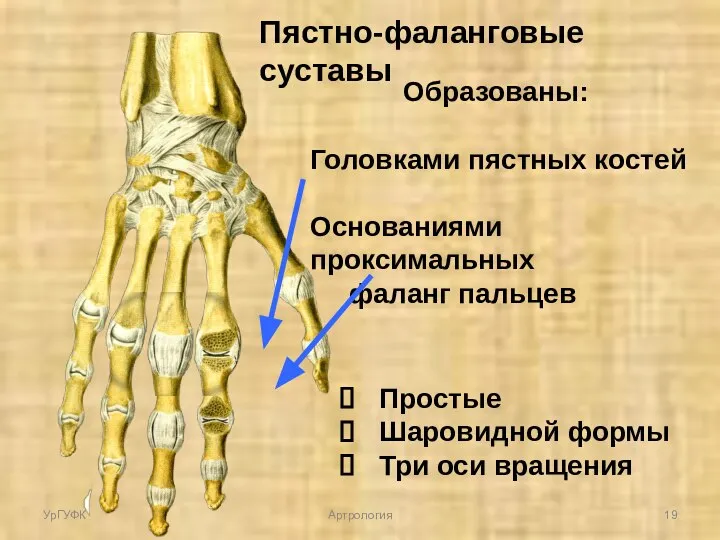 Пястно-фаланговые суставы Образованы: Головками пястных костей Основаниями проксимальных фаланг пальцев Простые Шаровидной