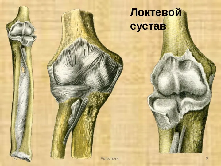 Локтевой сустав УрГУФК Артрология