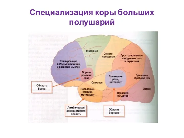 Специализация коры больших полушарий