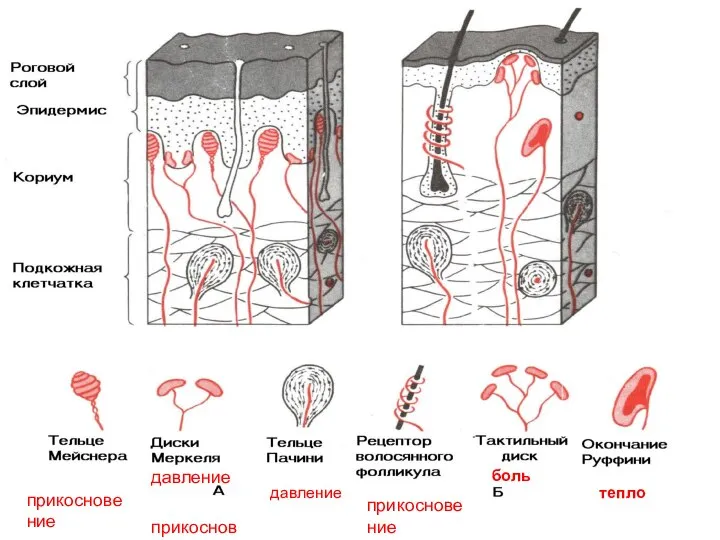 тепло давление прикосновение боль давление прикосновение прикосновение