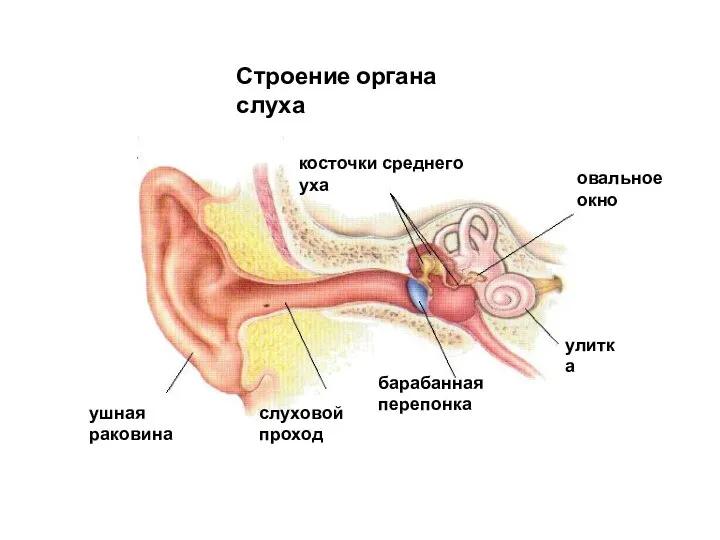 овальное окно улитка косточки среднего уха ушная раковина барабанная перепонка слуховой проход Строение органа слуха