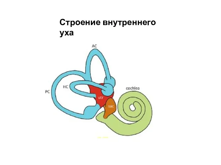 Строение внутреннего уха