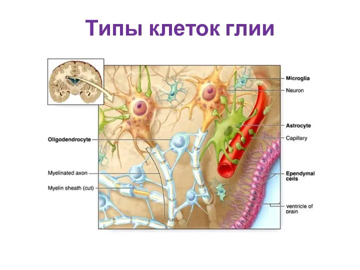 Типы клеток глии